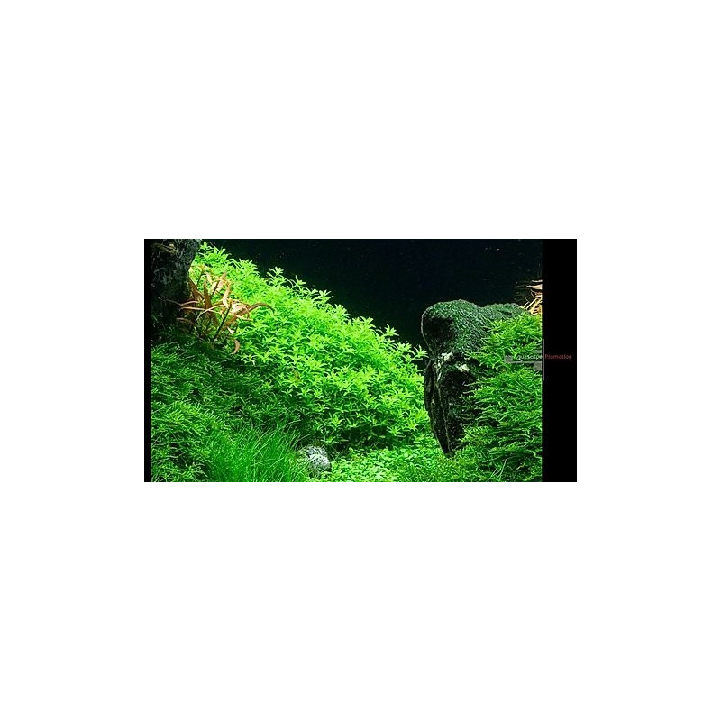 Micranthemum micranthemoides