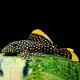 L018 Gold Nugget Pleco 5-6cm - Baryancistrus xanthellus