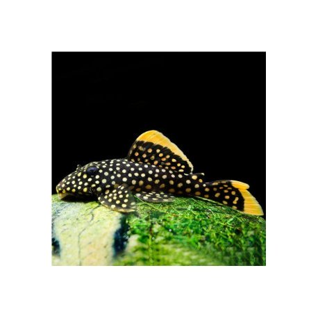 L018 Gold Nugget Pleco 5-6cm - Baryancistrus xanthellus