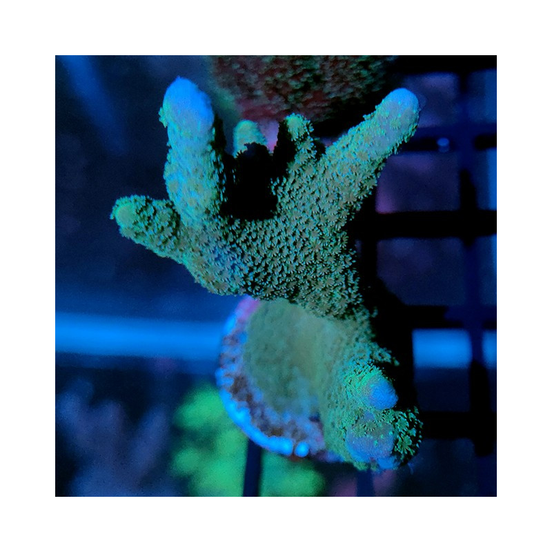 Montipora digitata Blue