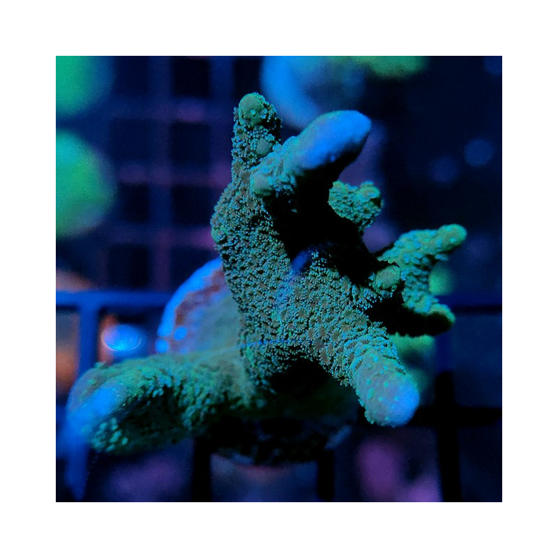 Montipora digitata Blue