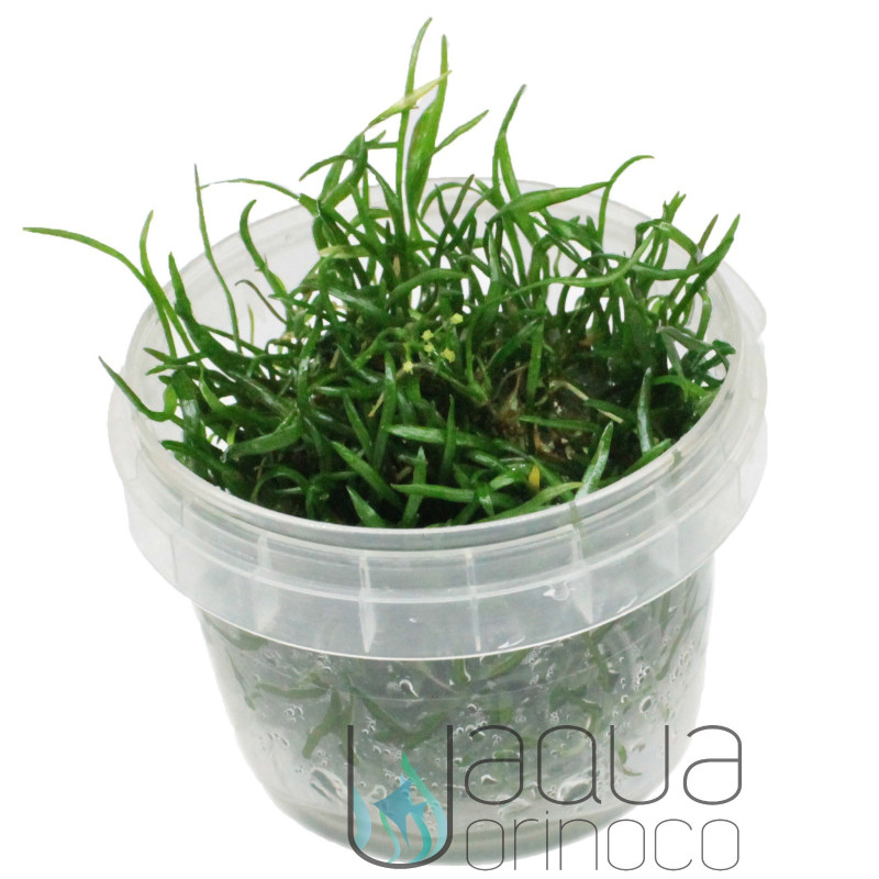 Lilaeopsis brasiliensis in Vitro