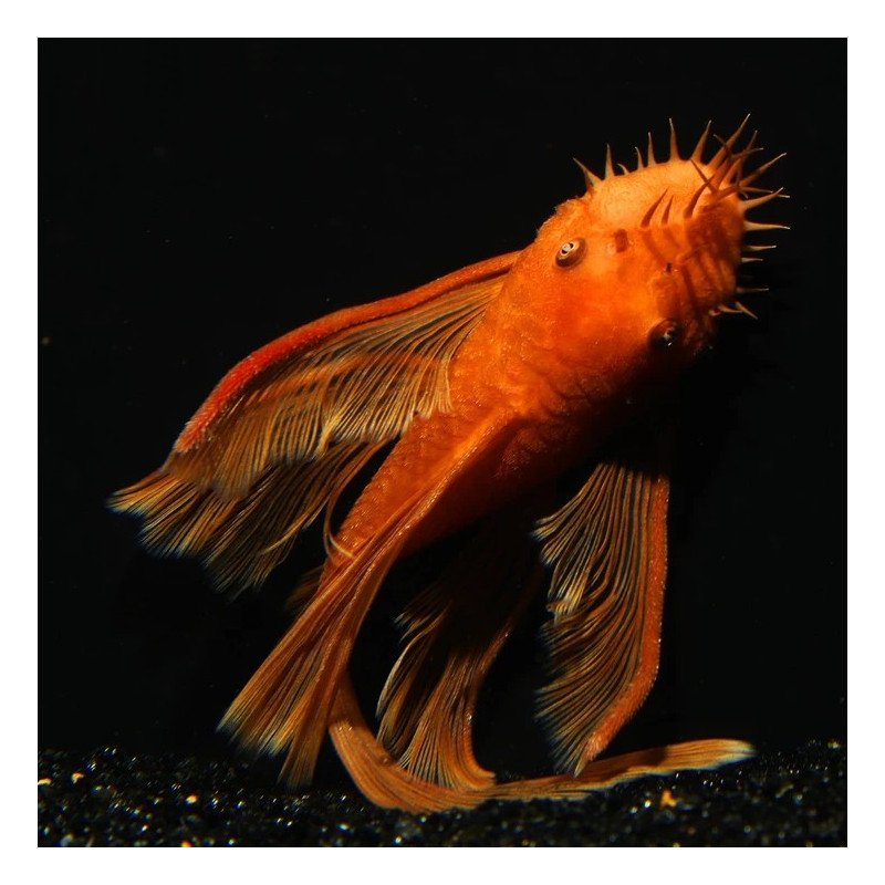 Ancistrus sp. Super Red Long Fin