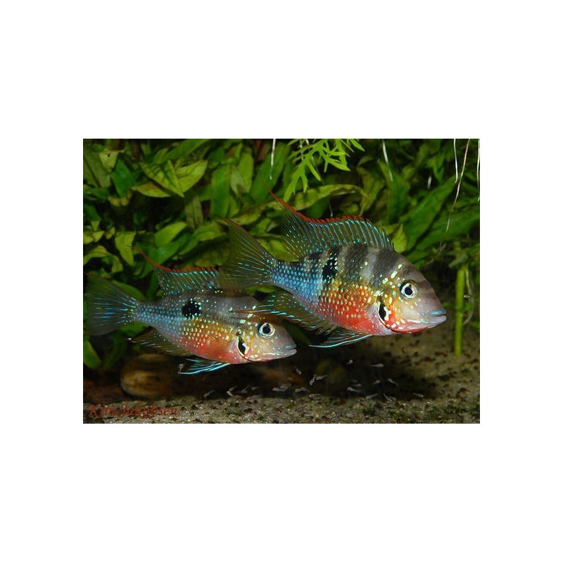 Thorichthys maculipinnis - Ellioti Cichlid