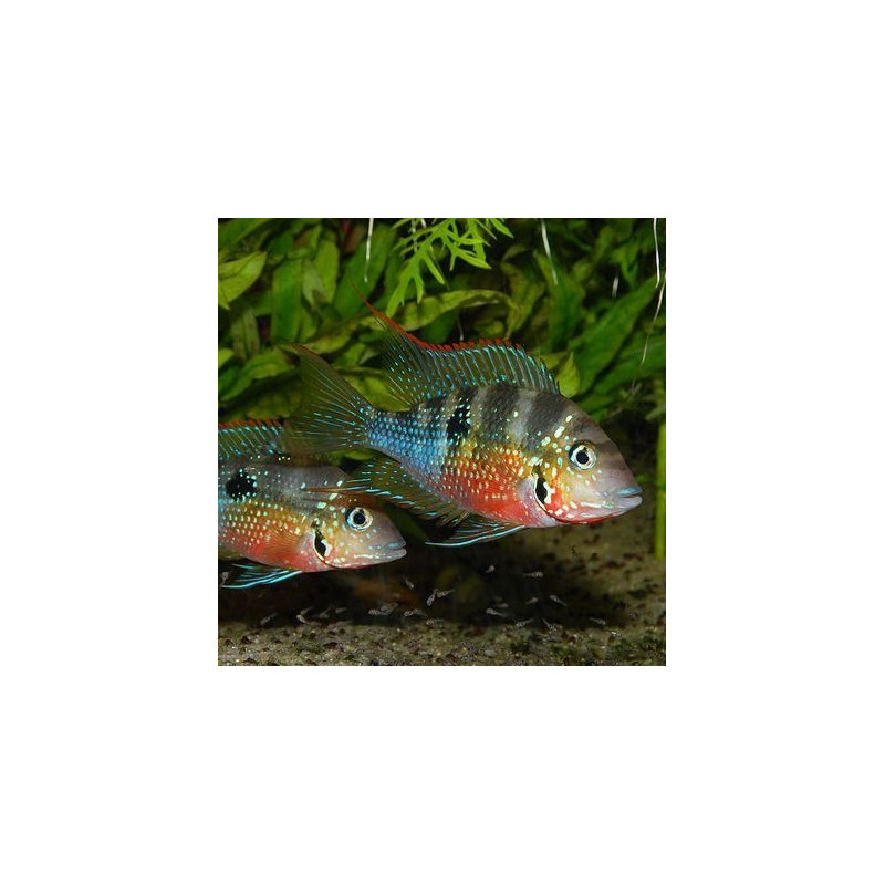 Thorichthys maculipinnis - Ellioti Cichlid