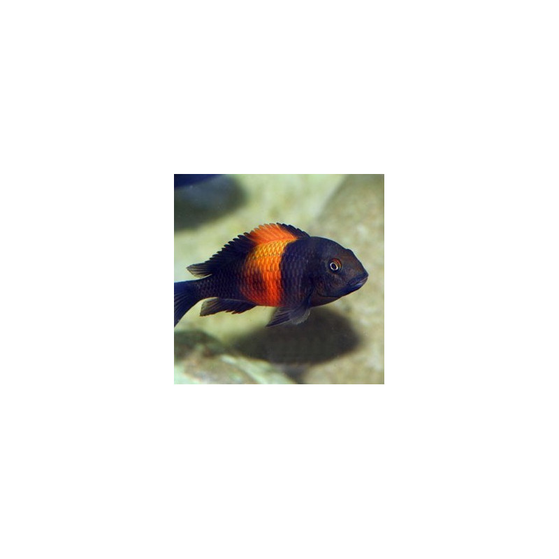 Tropheus moorii Bemba 10-12cm