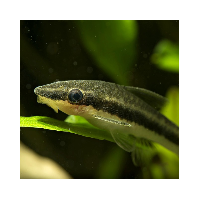 Otocinclus affinis Otocinclus affinis