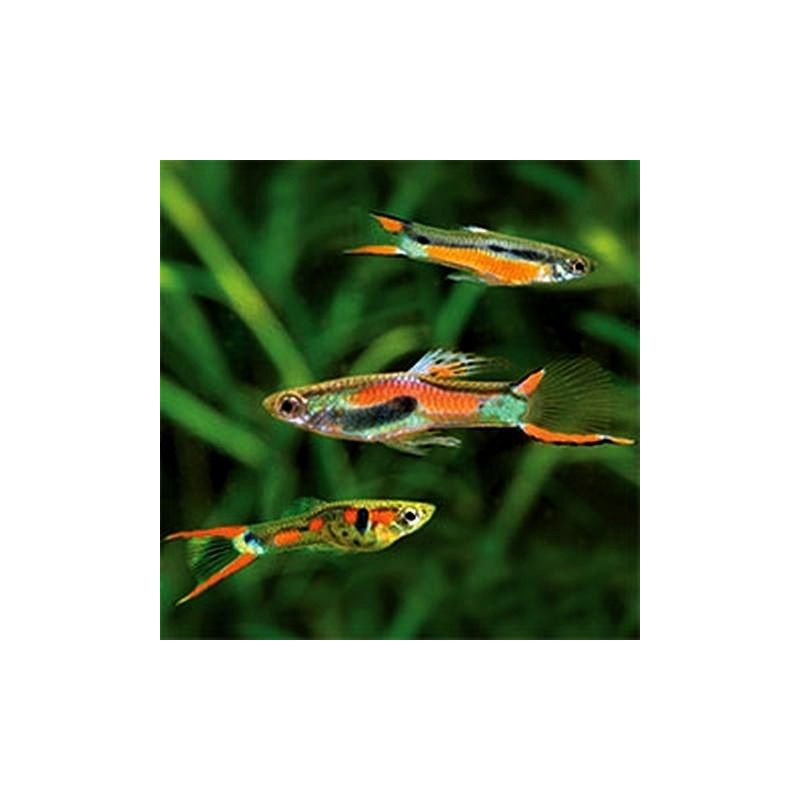 Poecilia wingei - Endler Guppy - Sortido