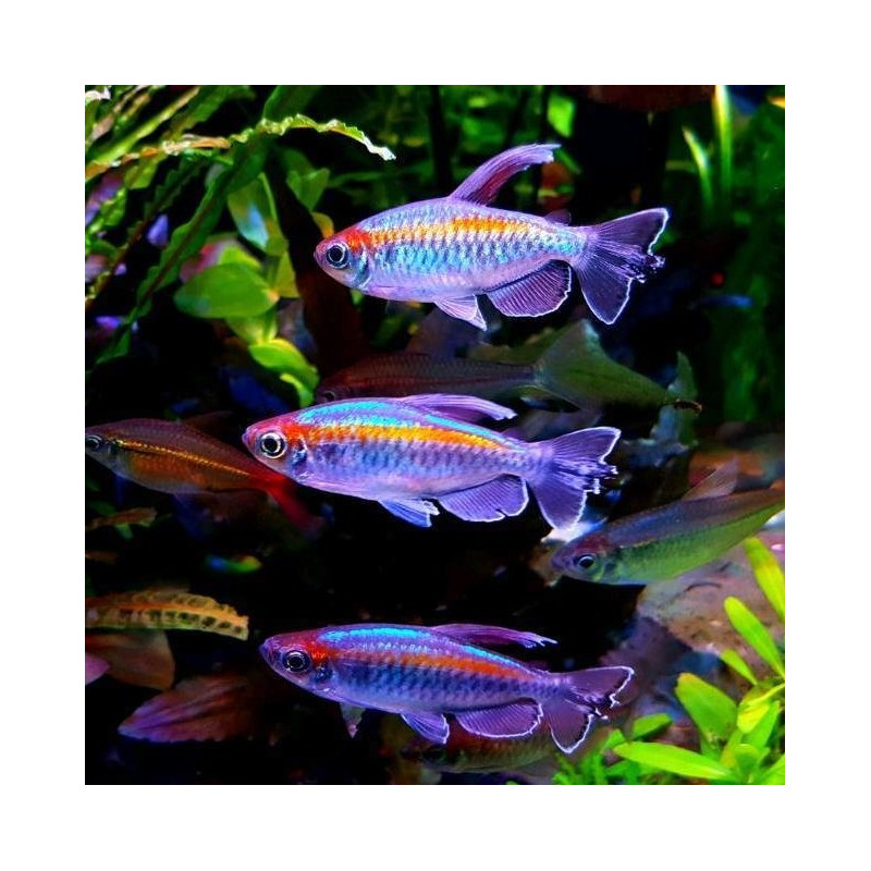 Tetra Congo - Phenacogrammus interruptus 4-5cm