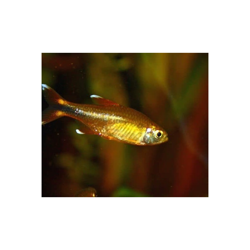Hasemania nana - Tetra punta plateada