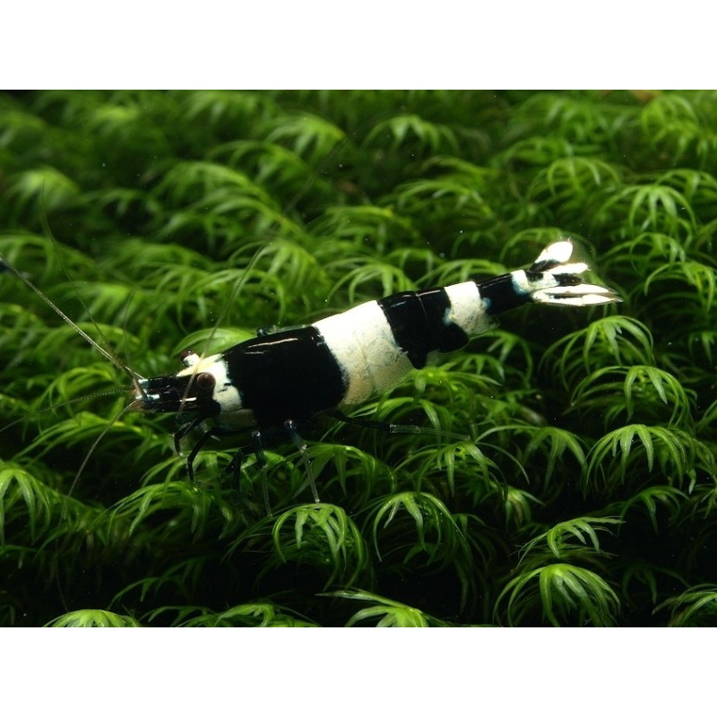 Caridina logemanni var. Panda (Taiwan Bee)