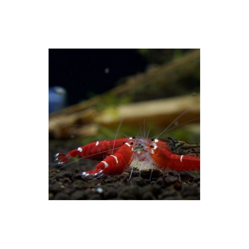 Neocaridina Super Crystal Red