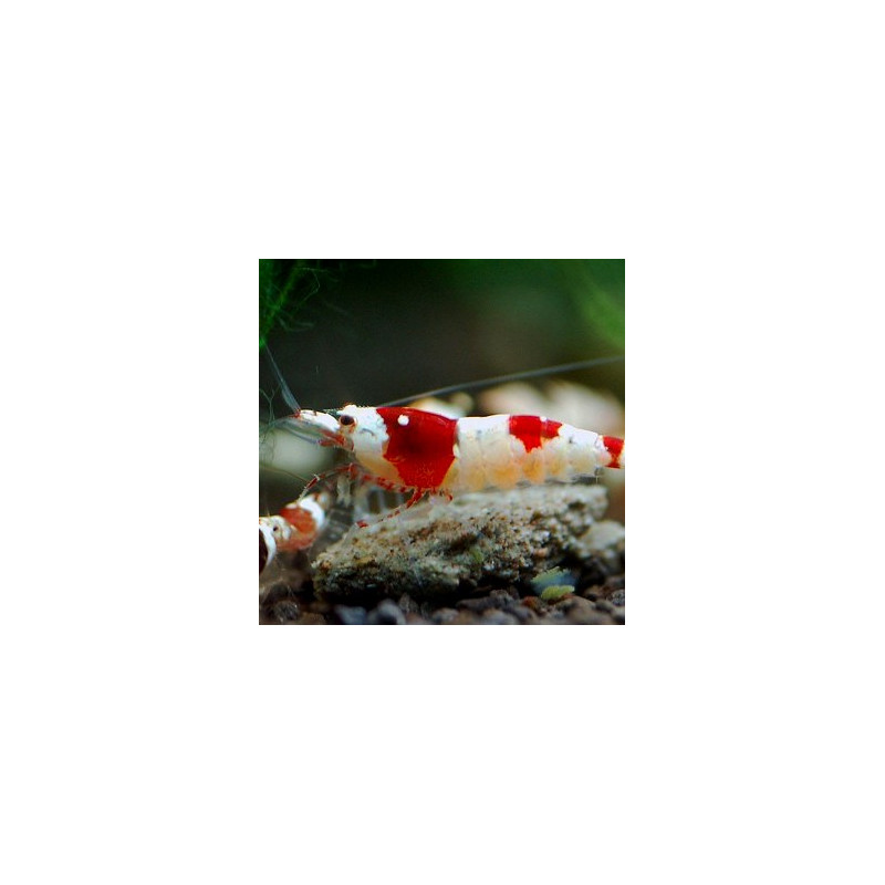 Gamba Crystal Red (Caridina cf. cantonensis)
