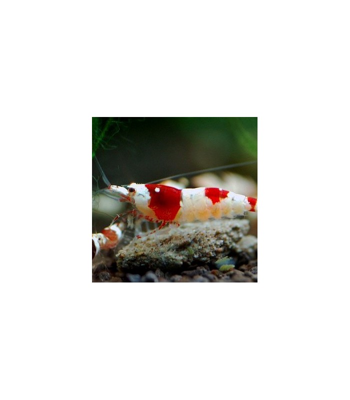 Crystal Red shrimp (Caridina cf. cantonensis)