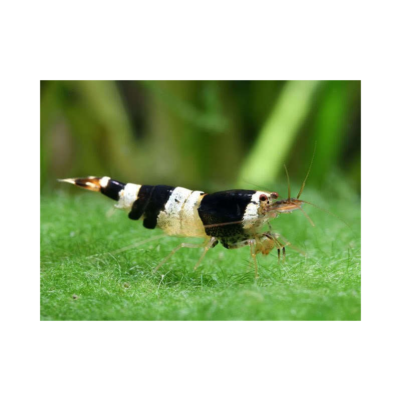 Crystal Black shrimp (Caridina cf. cantonensis)