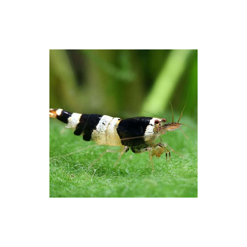 Crystal Black shrimp (Caridina cf. cantonensis)