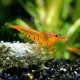 Tangerine tiger shrimp (Caridina serrata var.)