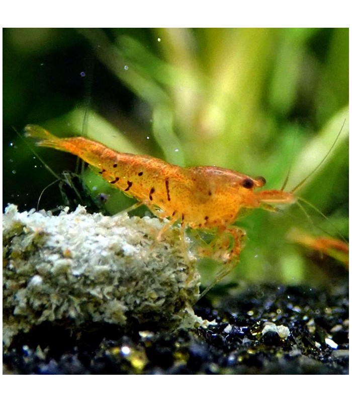 Tangerine tiger shrimp (Caridina serrata var.)