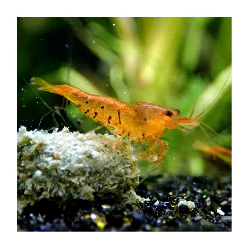 Tangerine tiger shrimp (Caridina serrata var.)