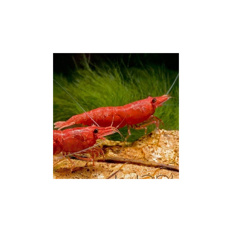 Red Fire Shrimp - Neocaridina davidi var. Red Fire Red Fire Shrimp - Neocaridina davidi var. Red Fire