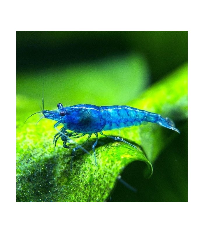 Blue Dream Shrimp - Neocaridina davidi var. blue