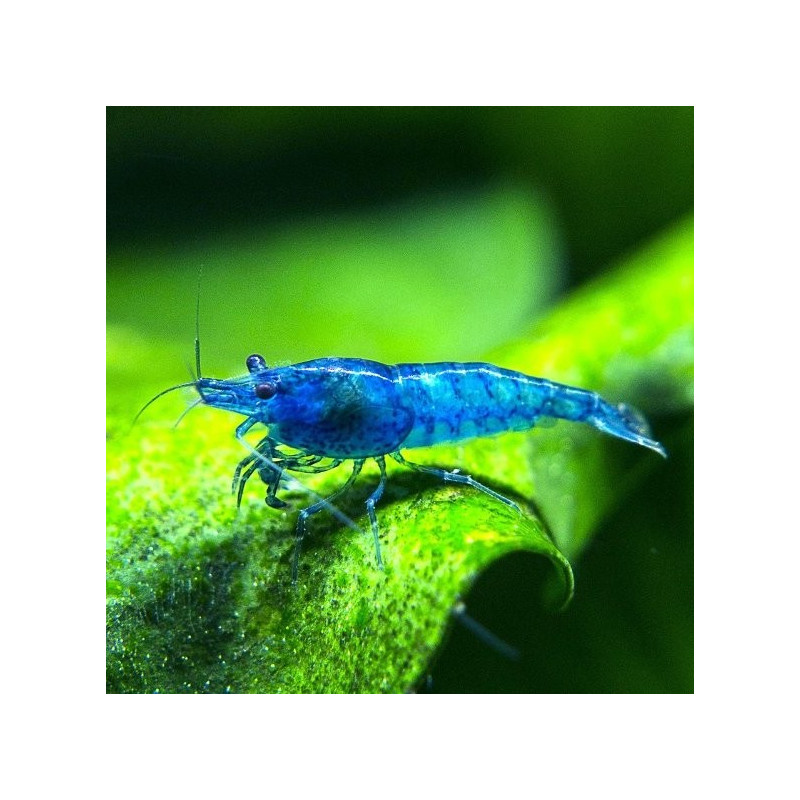 Blue Dream Shrimp - Neocaridina davidi var. blue Blue Dream Shrimp - Neocaridina davidi var. blue