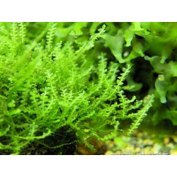 Plagiomnium cf. Affine - Pearl Moss Plagiomnium cf. Affine - Pearl Moss