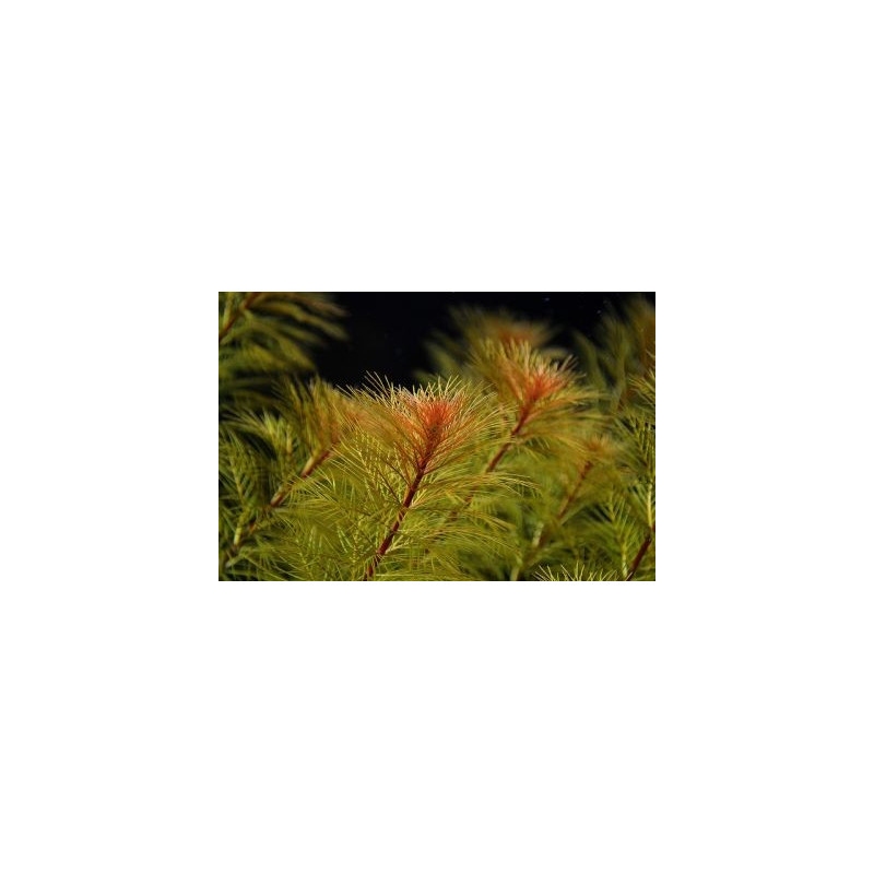 Myriophyllum tuberculatum