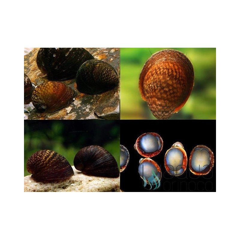 Caracol Labios Rojos - Neritina pulligera