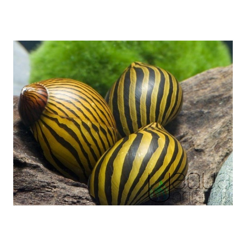 Cebra Neritina - Neritina natalensis Cebra Neritina - Neritina natalensis