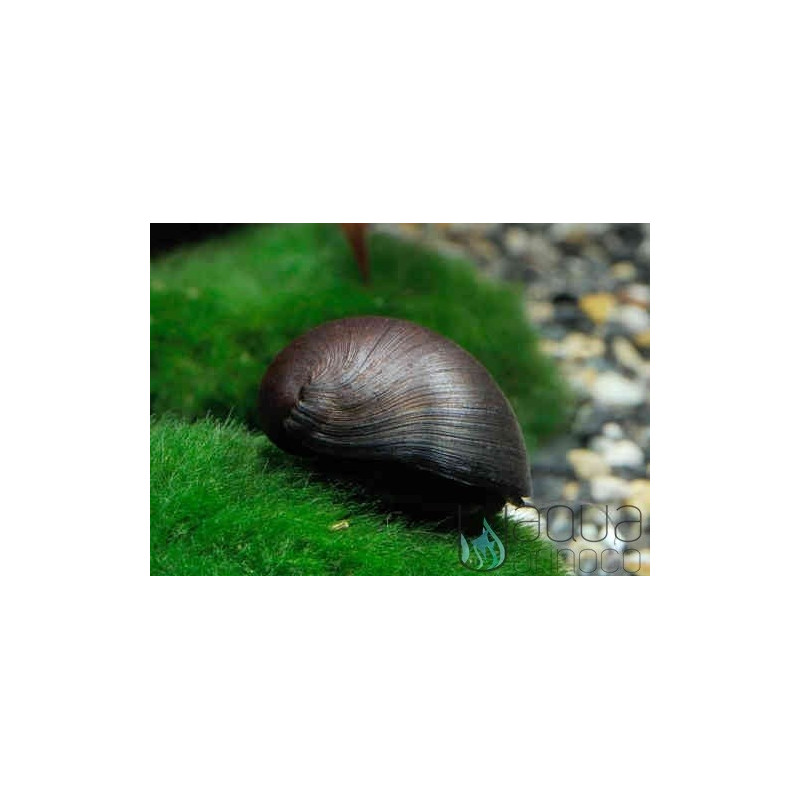 Casco militar Caracol - Neritina pulligera