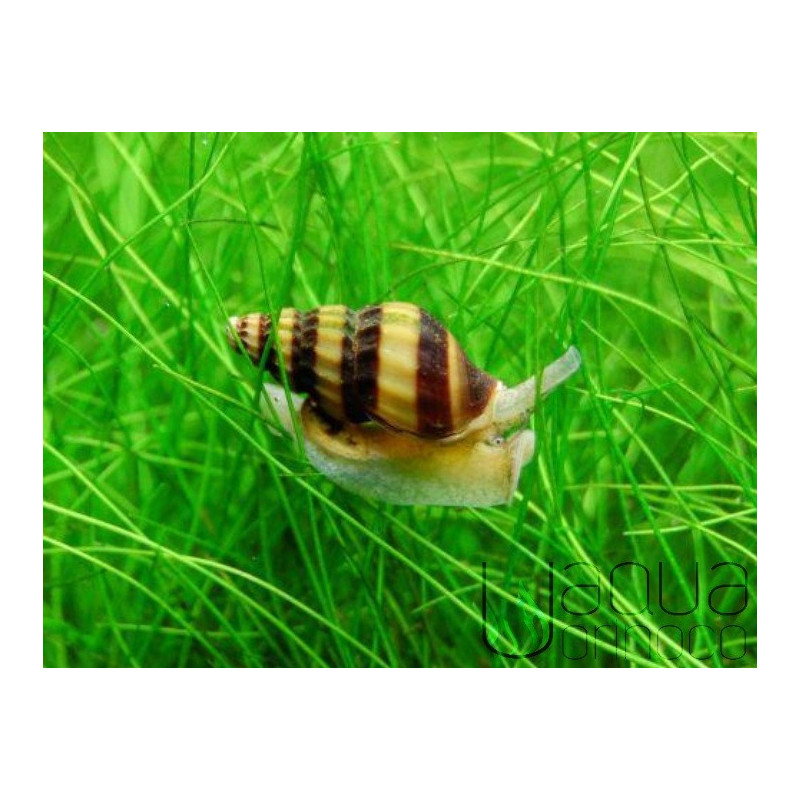 Caracol asesino - Anetome helena