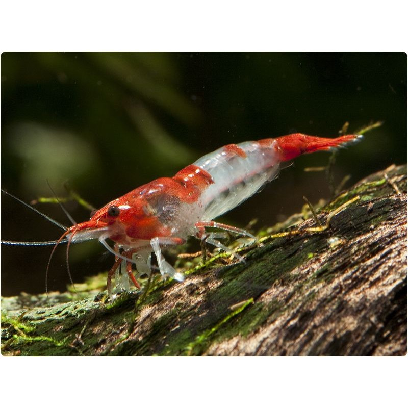 Camarón Rili Rojo - Neocaridina davidi var. Rili rojo