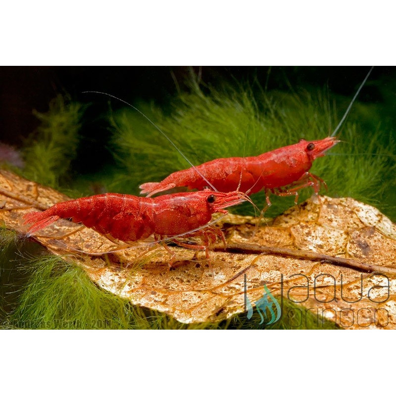 Gamba Red Fire - Neocaridina davidi var. Red Fire