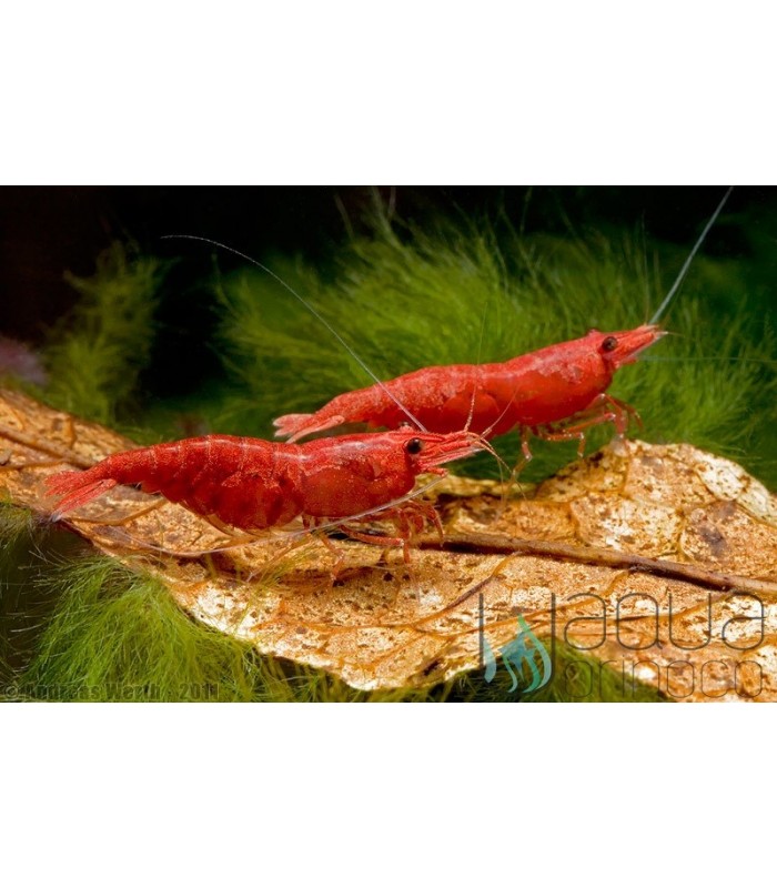 Red Fire Shrimp - Neocaridina davidi var. Red Fire