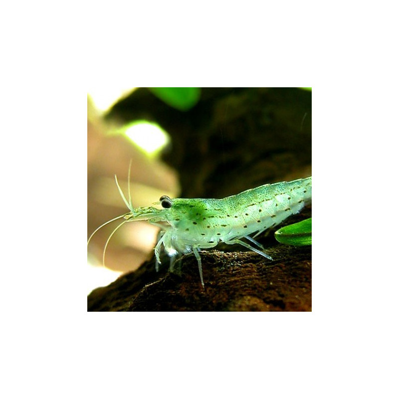 Camarão Amano - Caridina multidentata japonica XL