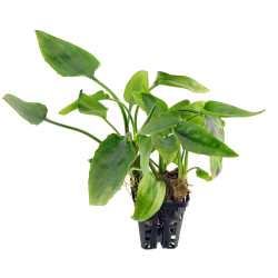 Cryptocoryne moehlmannii Cryptocoryne moehlmannii