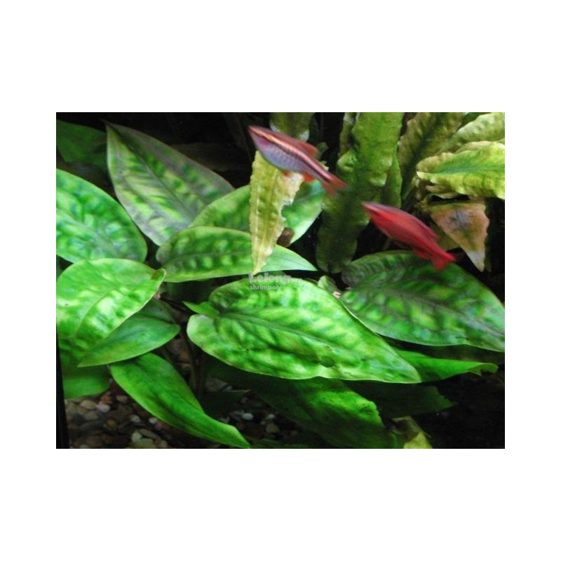 Cryptocoryne moehlmannii Cryptocoryne moehlmannii