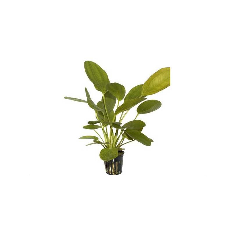 Echinodorus osiris (rubra)