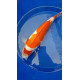 Carpa Koi  5-7cm