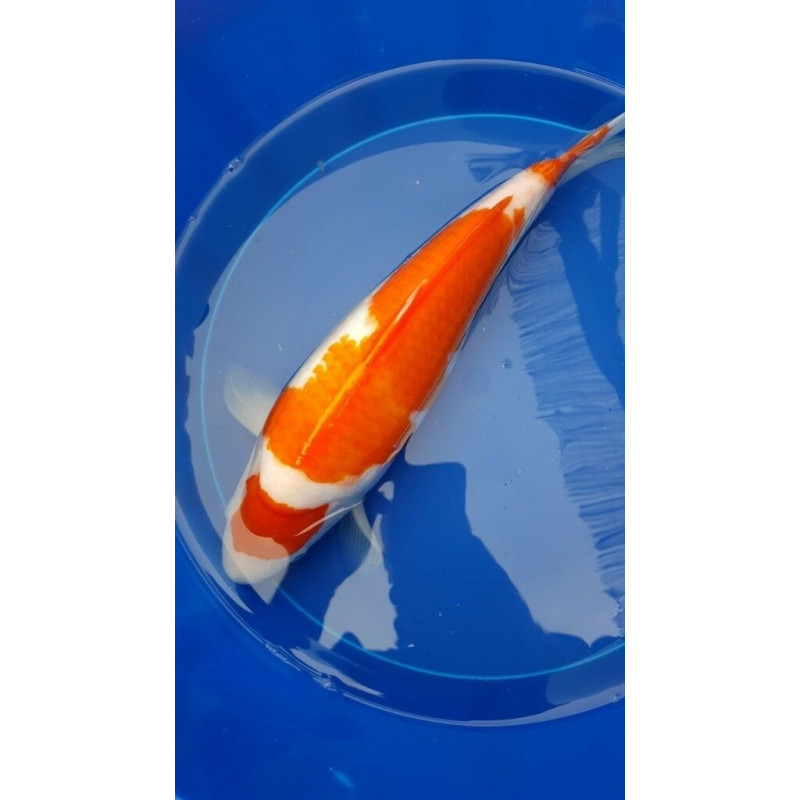 Carpa Koi - Seleção 7-8cm