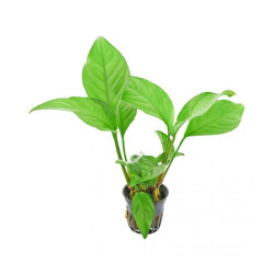 Anubias heterophylla Anubias heterophylla