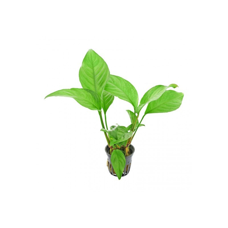 Anubias heterophylla