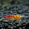 Calceo Bee Red - Caridina serrata Red Dragon Blood