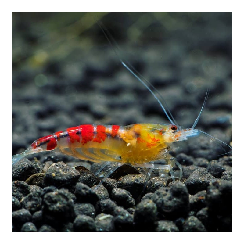 Calceo Bee Red - Caridina serrata Red Dragon Blood