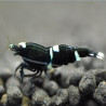 Black King Kong - Caridina logemanni var. Black King Kong