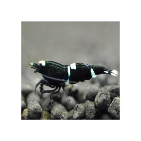 Black King Kong - Caridina logemanni var. Black King Kong