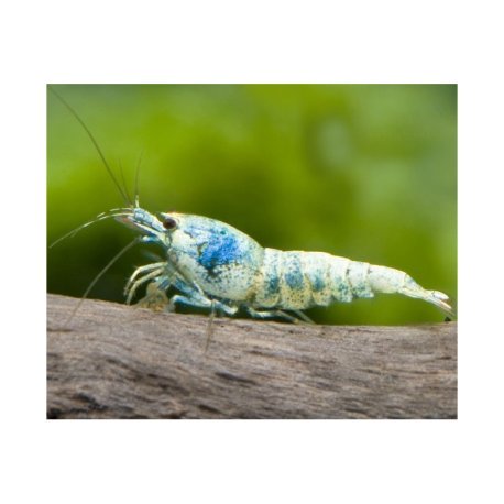 Caridina logemanni var. Blue Bolt