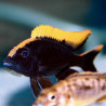 Otopharynx lithobates Black Orange Dorsal