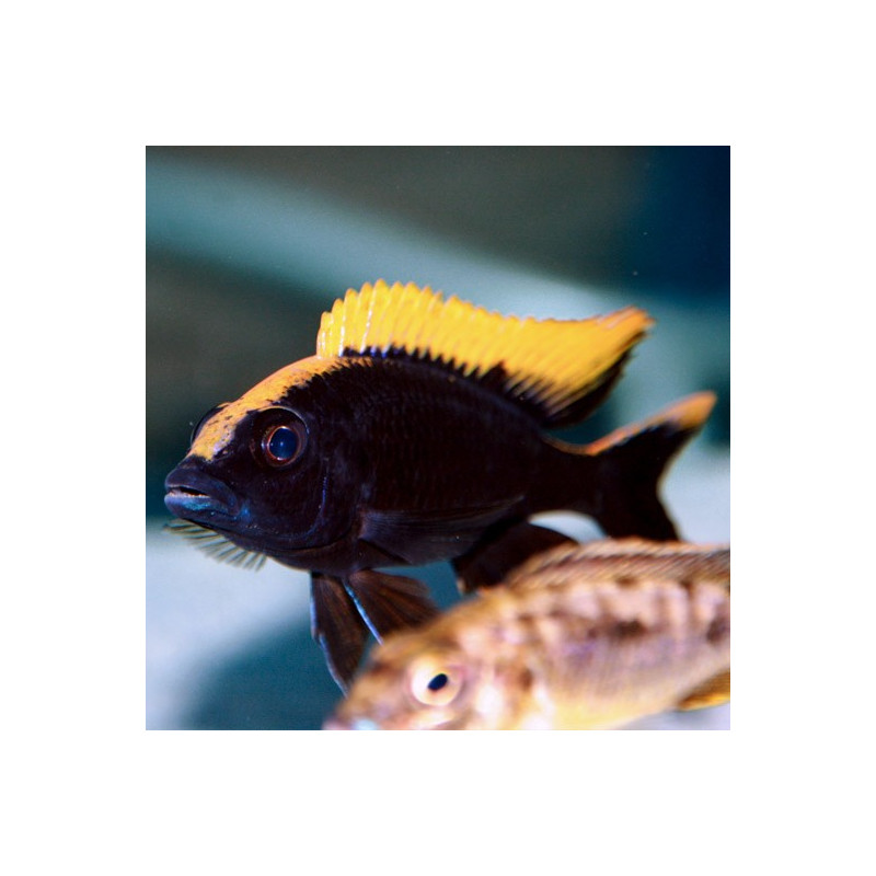 Otopharynx lithobates Black Orange Dorsal